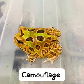Pacman Frog