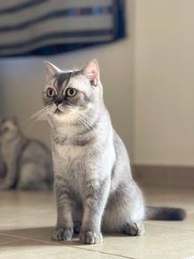 BSH Silver Tabby
