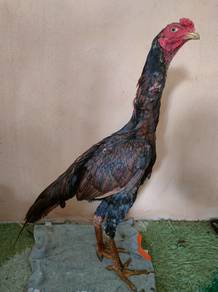 ayam