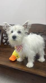 Westie West Highland terrier Female Puppy F-3