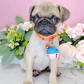 Pug