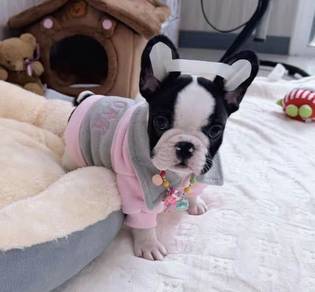 FRENCH BULLDOG PUPPIES VIP273🌻Cute & Healthy Girl