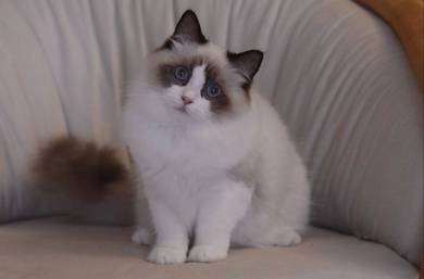 Ragdoll