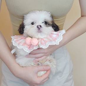 Shih Tzu