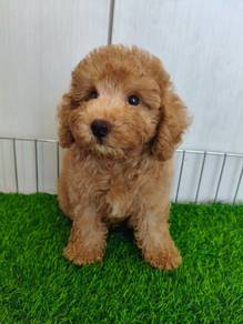 poodle$