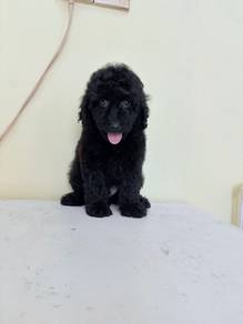 Cute maltese mix poodle MALTIPOO