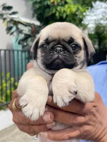 Pug