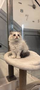 Baby Ragdoll with Cert 