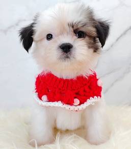 Shih Tzu