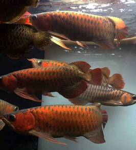 arowana chili red 18 inch-wholesale price