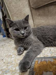 BSH female  4 month 