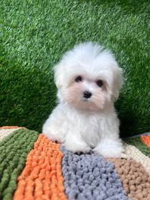 GXG633 Tiny Maltese #MKA registered puppies