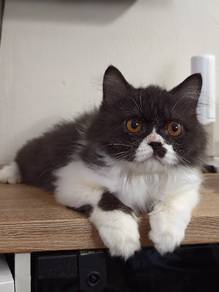 male kitten 4 1/2 month
