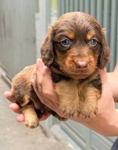 MINIATURE DACHSHUND Puppies VIP04🐻 Adorable Puppy