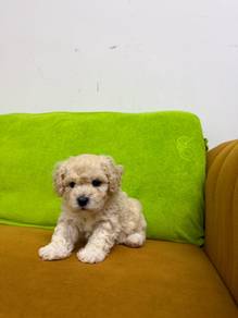 Bichon Frise