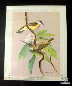 Little Spiderhunter - Ong Soo Keat '78