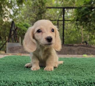 MINIATURE DACHSHUND Puppies 067 🐻 Female Rehome