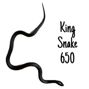 Black King Snake