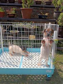 Jack Russell puppies