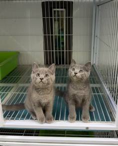 Blue BSH kitten