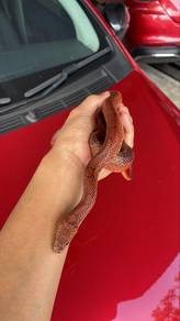 Corn snake bloodred