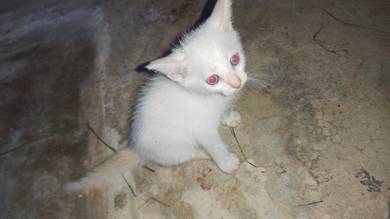 Anak kucing untuk re-home 