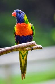 burung rainbow parrot