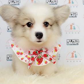 Welsh Corgi