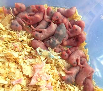 Pinky Mice 