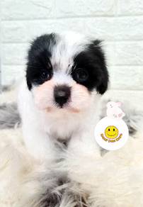 GRR99WQ Tiny Poodle white & black patch color