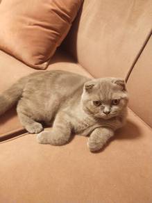 scottish fold