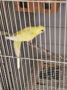 burung baji / budgie lutino