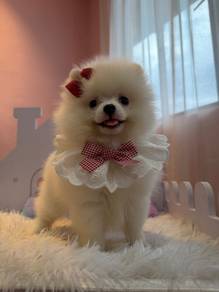 Tiny Pomeranian female 💕