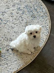 K2847 Soft-pawed Maltese Bichon Mix Puppy Small Wh