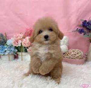 Maltipoo