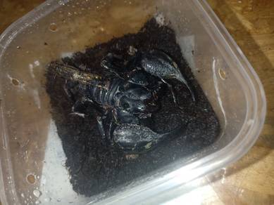 Asian Forest Scorpion