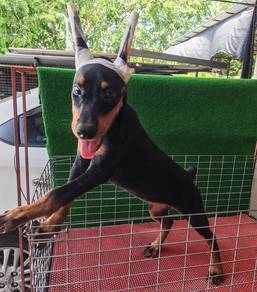 Big Bone Doberman Puppy Female Black 1906C