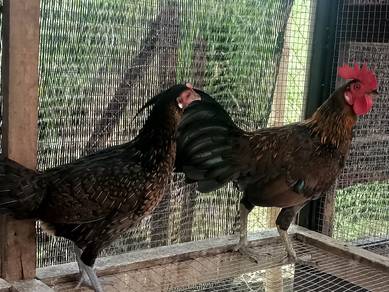 ayam hutan