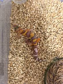 leopard gecko