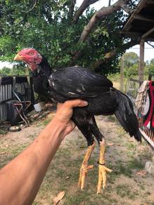 ayam