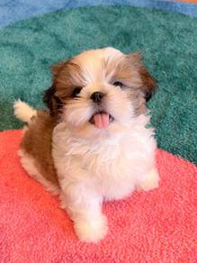 Delightful ShihTzu Short Nose Round Face Less Shed