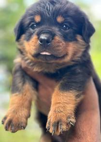 Rottweiler available9