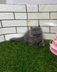 Blue Minute kitten