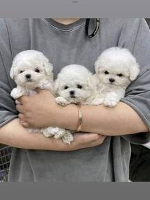 BB200 Bichon Frise white cute pretty pet puppy