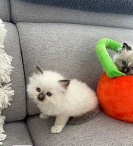 Quality Ragdolls 
