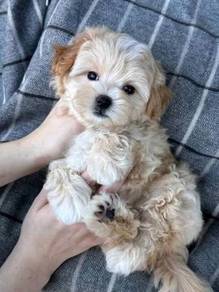U8237 Snuggly Maltipoo Maltise Poodle  Puppy