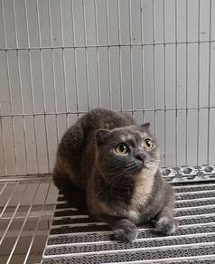 Female Scottish Fold 