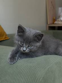 mix bsh grey (kelabu) kitten
