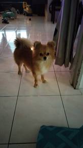 Pomeranian Plus Shibu Mix