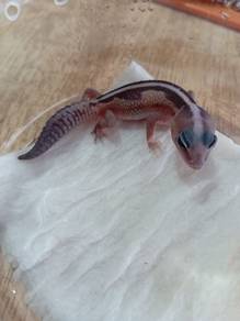 Fattail Gecko 